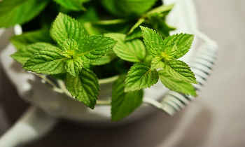 Tame the Tummy with Peppermint Essential Oil